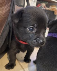 Chihuahua Puppies - Available in April
