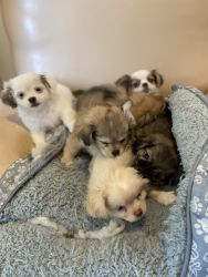 Adorable Long Haired Chihuahua/Shihtzu Puppies