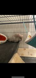 Two Male Chinchillas and all care products