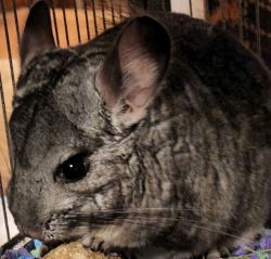 Bonded 9 month old standard gray chinchillas