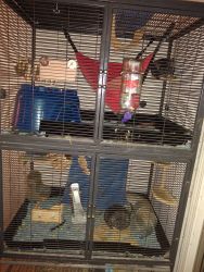 Selling 2 male Chinchillas cage and all