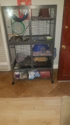 2 female chinchillas for sale and accessories in-cluded