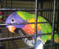 6month old Rainbow Lory&Cage