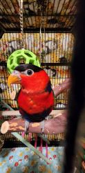 Black capped lory’s for adoption
