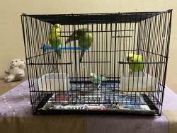 2 pairs of Love Birds with cage
