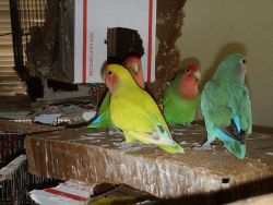 Lovebirds to Rehome
