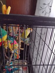 Male and female bonded pair of lovebirds