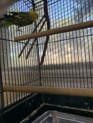 Two lovebirds with cage