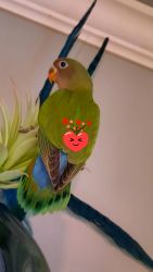 love birds, green, peach faced little ones ready for you to take home