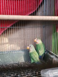 Two Peach Faced Lovebirds for Sell