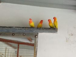 All colours African love birds available