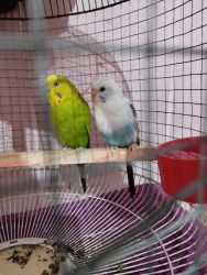 Love Birds with cage