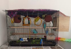 Birds, cage & all accessories Coimbatore Kavandampalayam