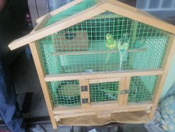 Love birds with cage for sale
