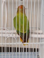 2 month old beautiful green and orange love bird for sale