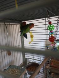 Rehoming my 2 lovebirds, cage and accessories are included