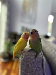 Two love birds and cage