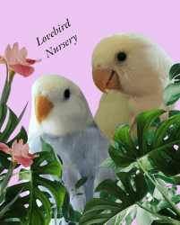 Lovebird Pets - Hand tamed - We ship -