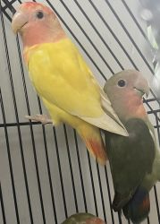 Adorable Love Birds Seeking Loving Homes: Find Your Feathered Companio