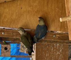 Love birds for sell in socal