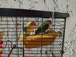 Two Lovebirds (male/female) w/cage