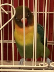 Beautiful Love birds for sell a male and female