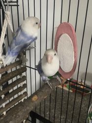 Love bird pair (pied violet/blue)