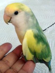 Lovebird Opalino with Fancy Colors