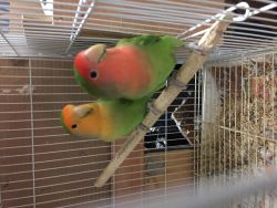 Lovebird with Cage