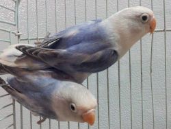 baby love birds for sale and adult