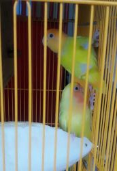 african love birds lutino w/ cage