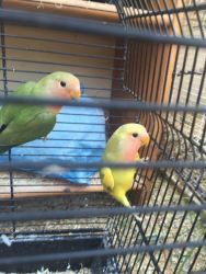 Two Lovely Birds For Sale Including Cage