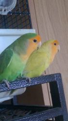 Two Lovebirds For Sale