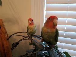 2 Peach Faced Lovebirds - Birds For Sale includes cage and accessories