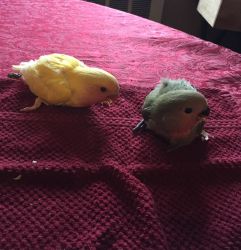 Two young lovebirds for sale!