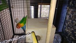Lovebirds, parakeets and parrotlets