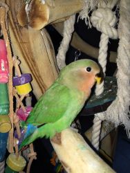 Lovebird Baby Bliss. Tame and handfed. * Shipping Available*