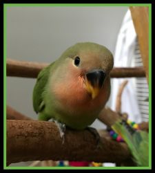 Lovebird Baby Cuddles. Tame and Handfed. * Shipping Available*