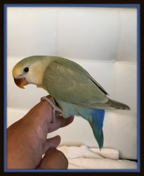 Lovebird Baby Jazz. Tame. * Shipping Available*