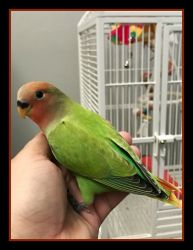 Lovebird- Male- Shipping available*