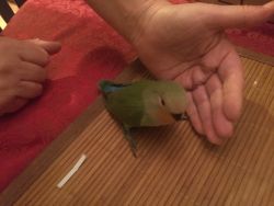 Babies love bird for sale
