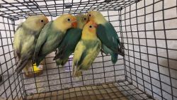 Yellow face Lovebirds for sale over 100 birds available