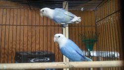 True blue lovebirds