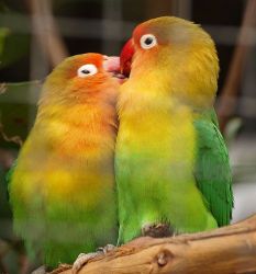 proven pair of fischer lovebirds