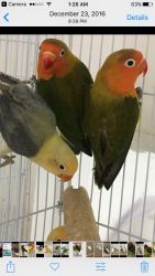 Lovebird end moution for sale