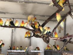 Lovebird babies and adult
