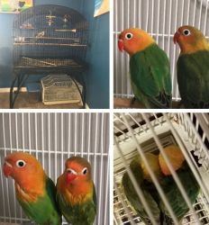 2 lovebirds and 2 cages