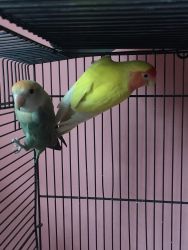 2 young Lovebird parents - $150 each