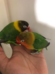 Baby Tame Love Birds