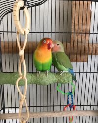 Set of 2 Beautifully Colored Young Lovebirds and Cage